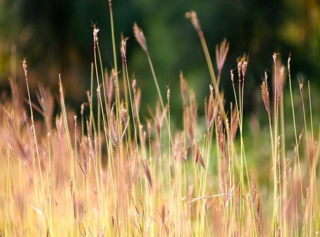 antebrazo:i_bkbab0t2w= tatuajes para hombres