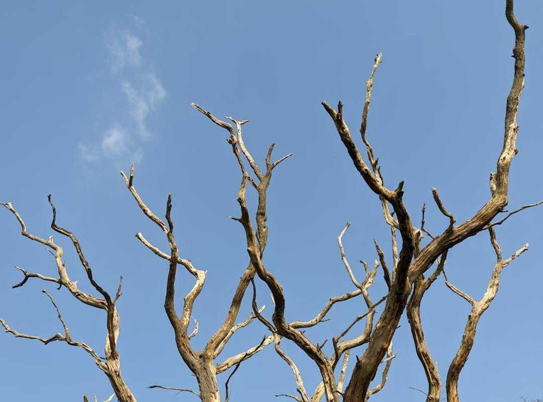 How Many Branches Does Tuzialadu Hotel Have