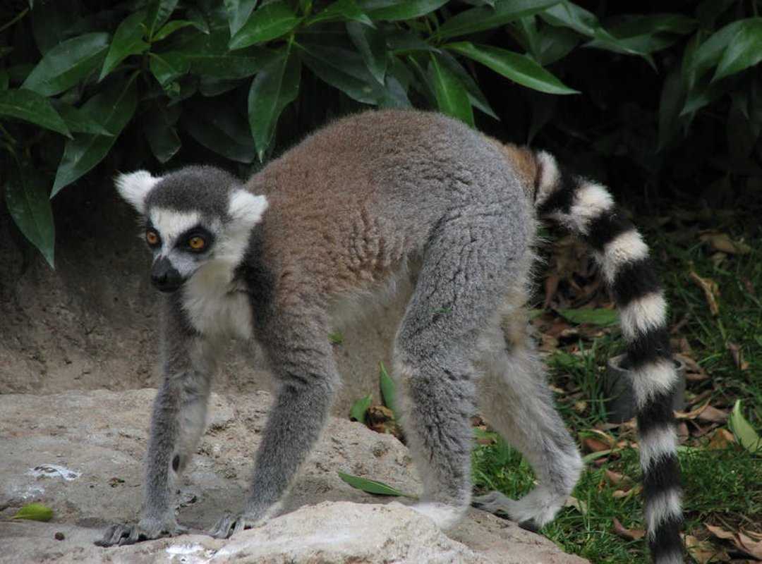 lemuriana leaked
