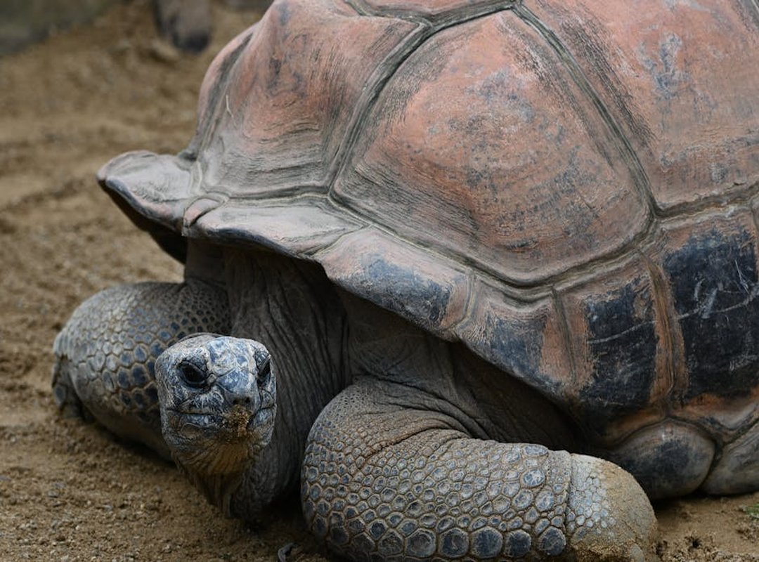 Evolutionary Lines: Understanding Pokémon Evolution