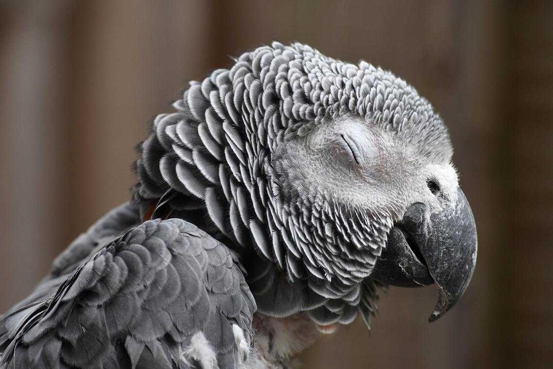 pronouce zethazinco wiliananne parrot price assessment