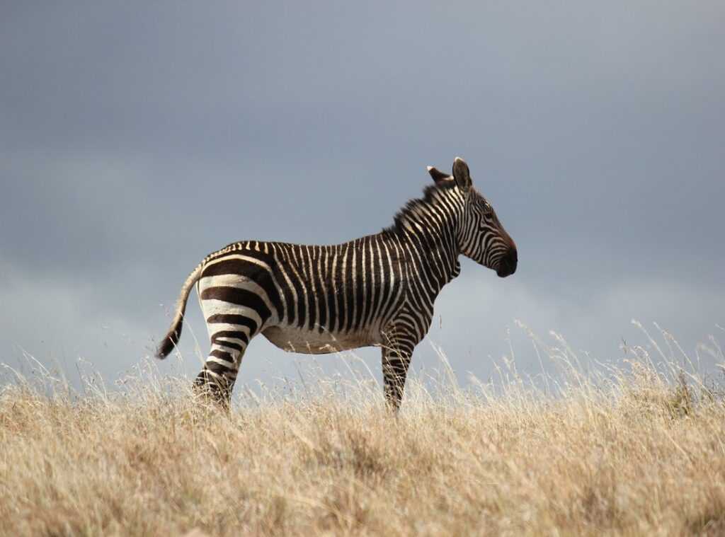 Which Is the Tallest Mountain in Africa Jexptravel