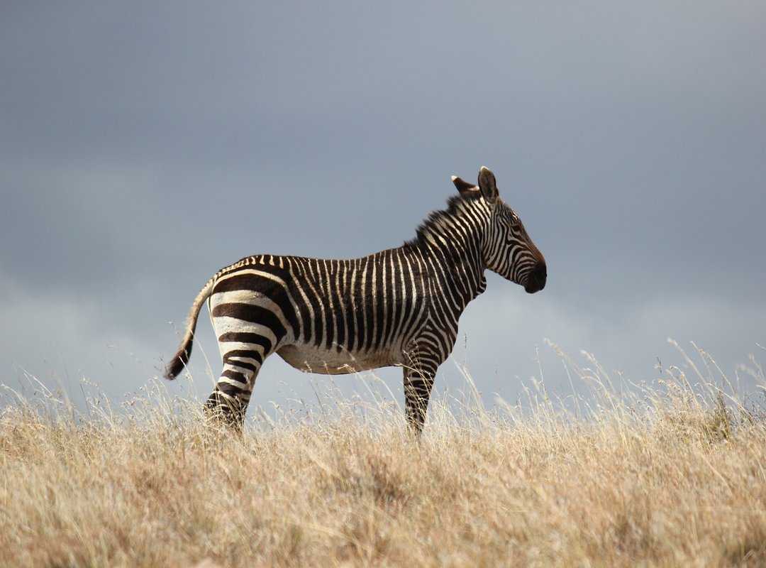 Which Is the Tallest Mountain in Africa Jexptravel